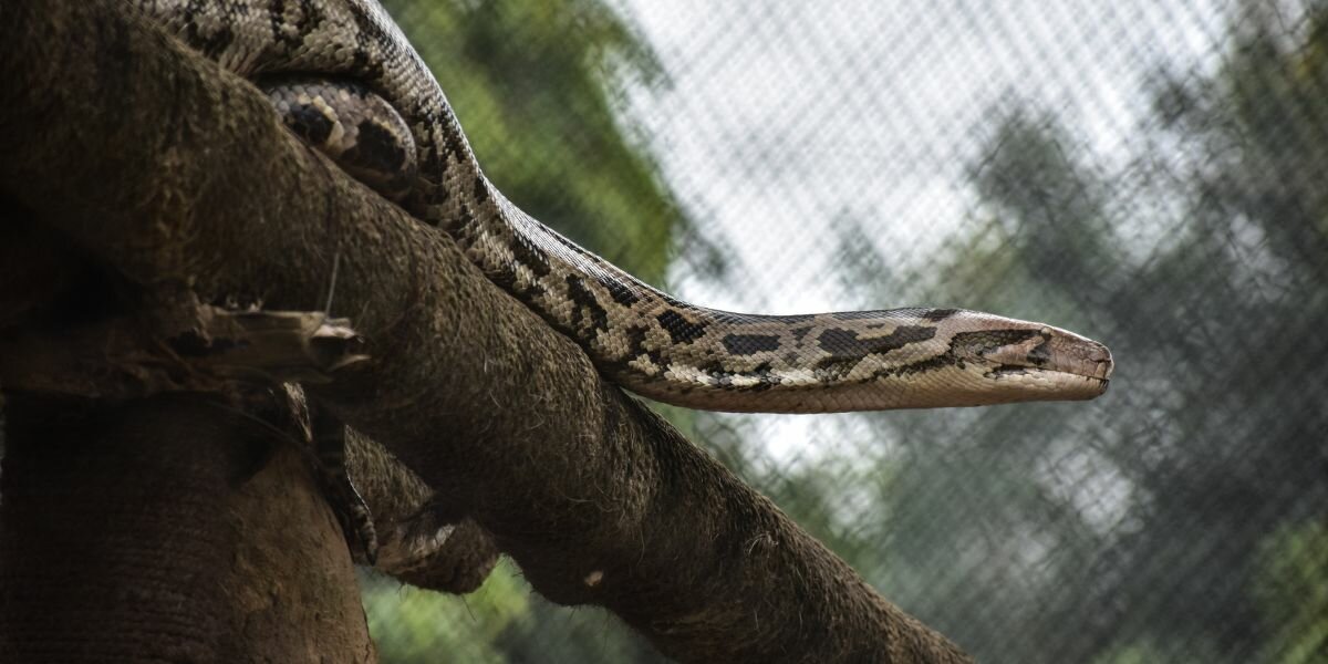 Comment faire sortir un serpent de sa cachette ?