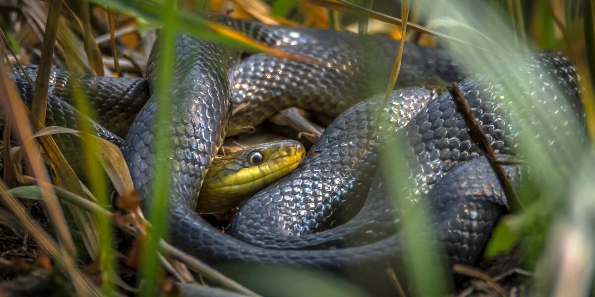 Comment les serpents se reproduisent ?