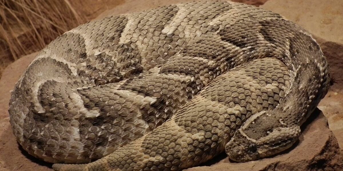Vipère heurtante (Bitis arietans)