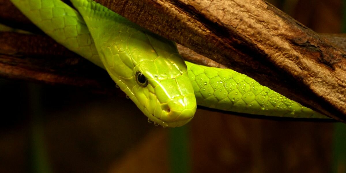 Mamba Vert : Tout ce qu&rsquo;il faut savoir sur ce serpent !