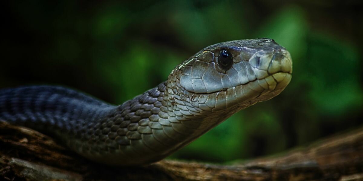 Mamba Noir : Mortel, dangereux et fascinant !