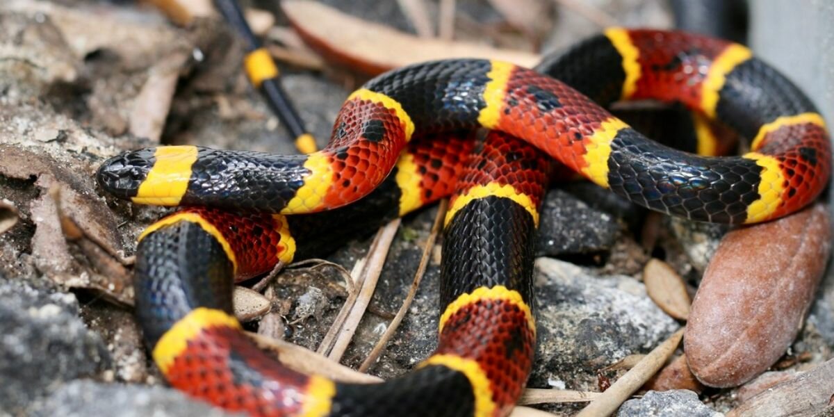 Serpent Arlequin : Un serpent coloré et énigmatique
