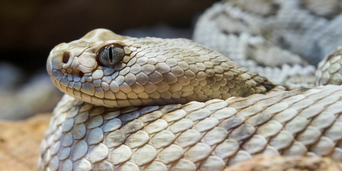 Liste des espèces de serpents les plus venimeux !